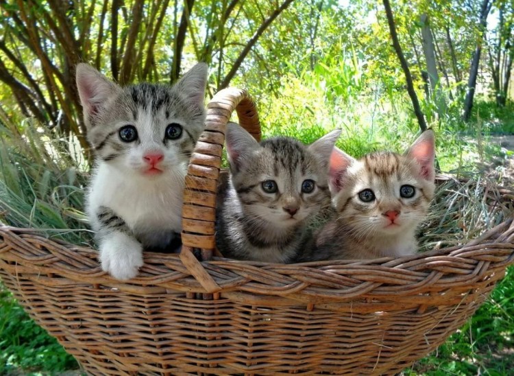 Пять котят в корзинке