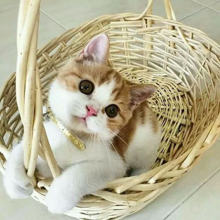 Котята в корзинке