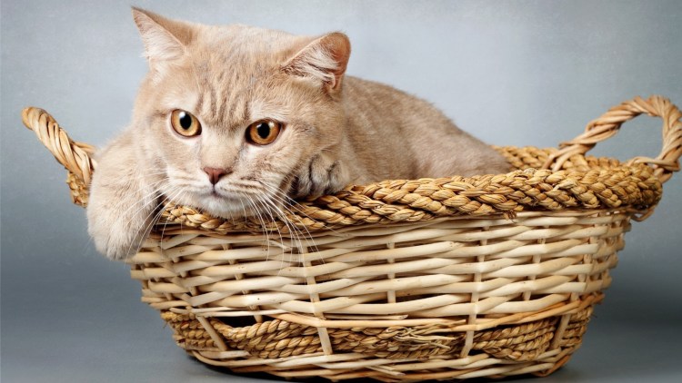 Корзина для кошек