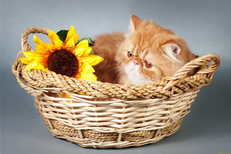 Котики в корзинке