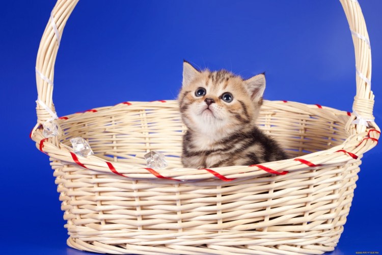 Котята в корзинке