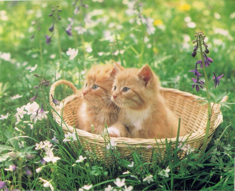 Котята в лукошке