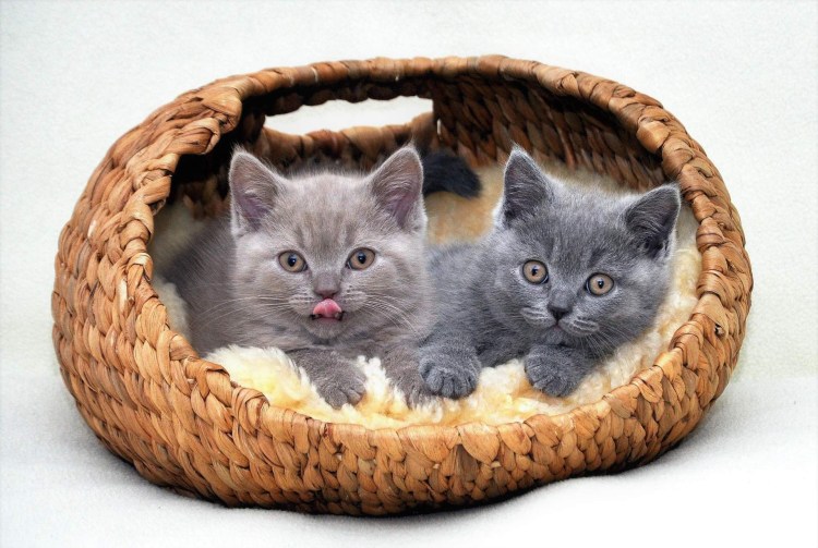Котята в лукошке