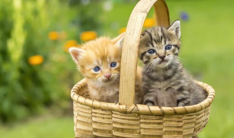 Красивые котята