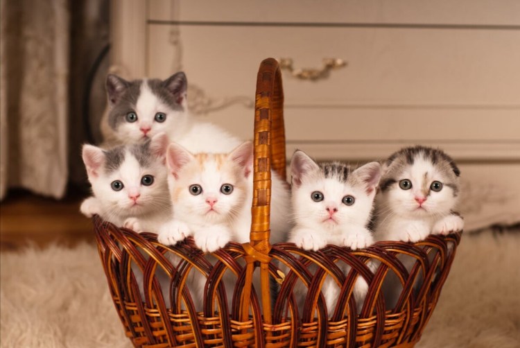 Корзинка для кошки