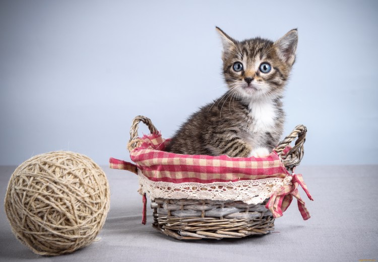 Котята в лукошке