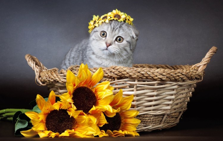 Кот в подсолнухах