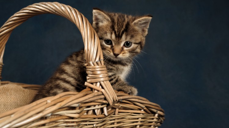 Котята в лукошке