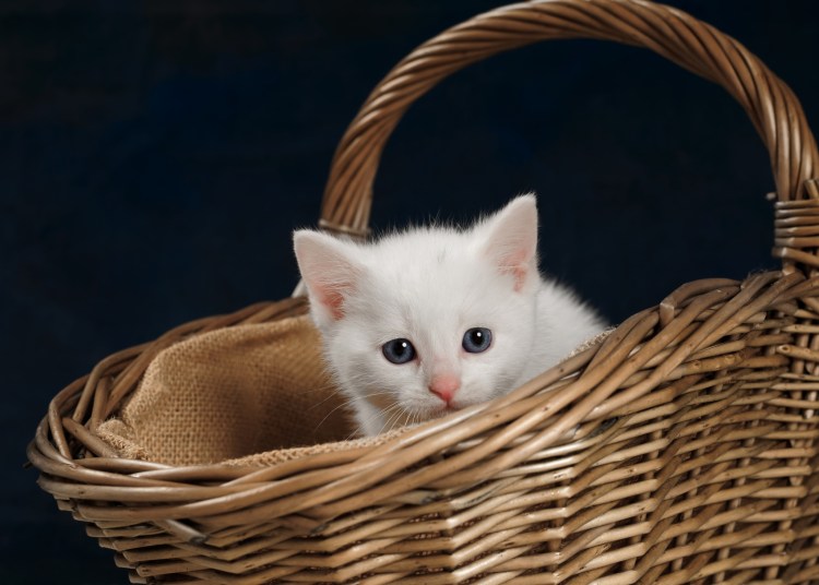 Корзинка для кошки