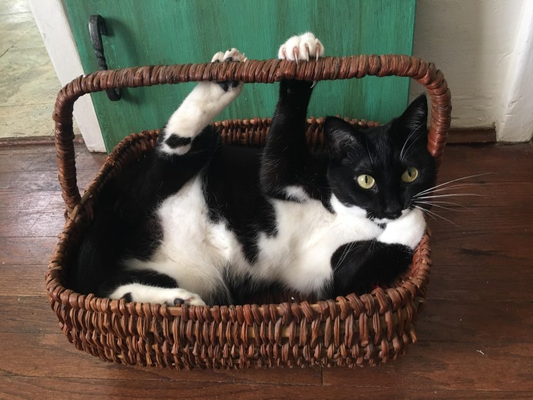 Кот в корзине