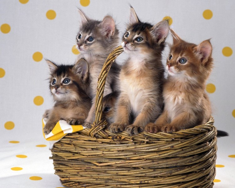 Кошка в лукошке