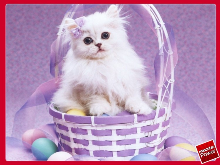 С Пасхой котенок