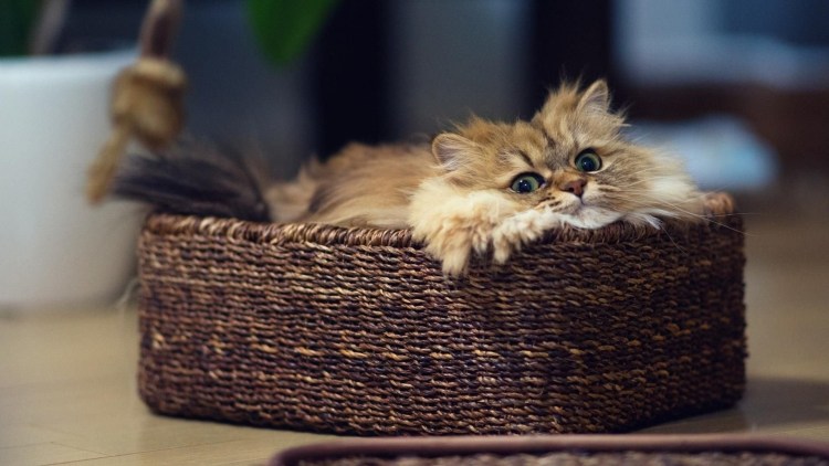 Милый котик