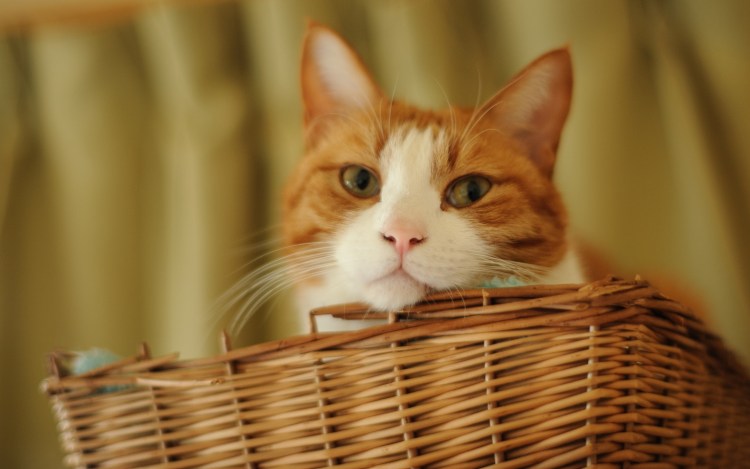 Рыжие котята в корзинке