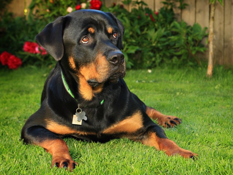 Немецкий ротвейлер
