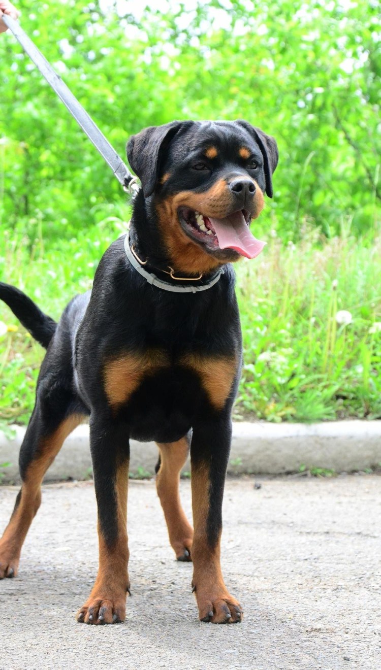 Смесь добермана и ротвейлера
