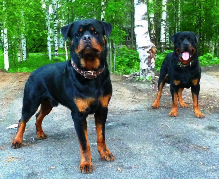 Мини ротвейлер