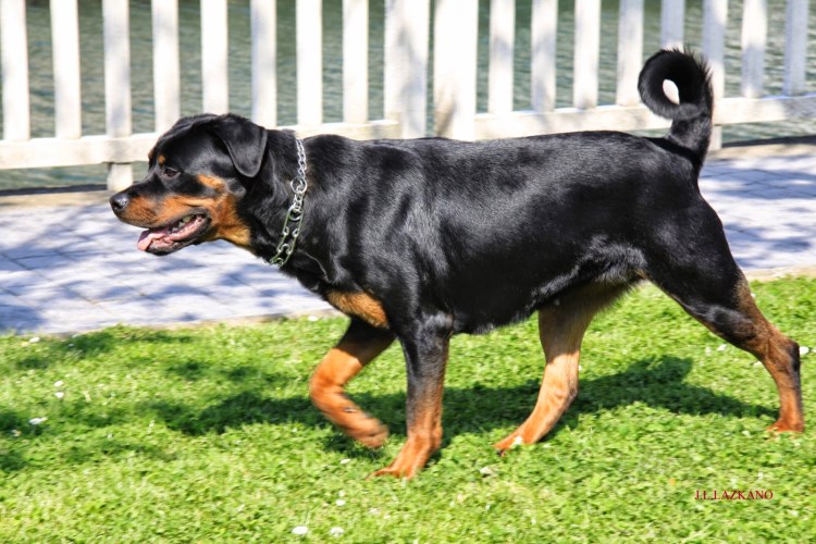 Старотипный ротвейлер