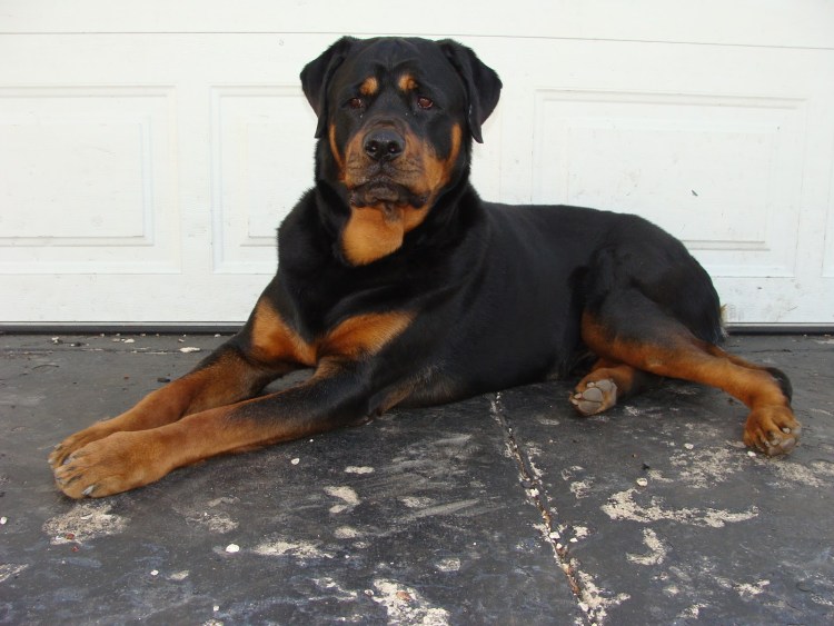 Ротвейлер характер собаки