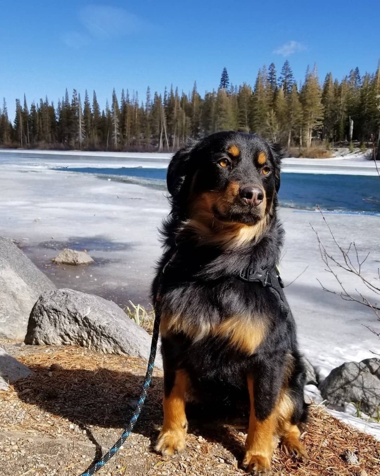 Скандинавский ротвейлер