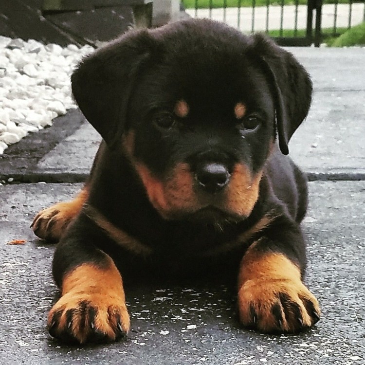 Романский ротвейлер