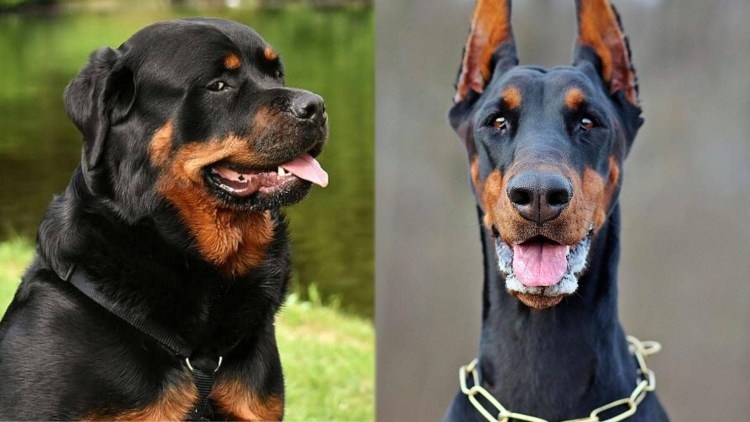 Ротвейлер и Доберман