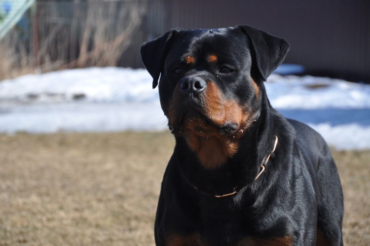 Популярные породы собак 2022