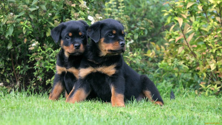 Бойцовский ротвейлер