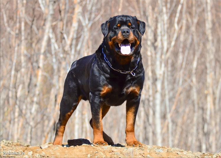 Винсент ротвейлер