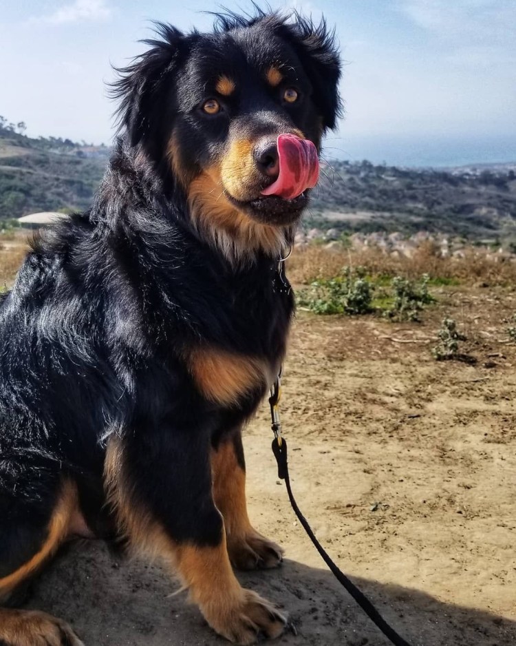 Ротвейлер длинношерстный