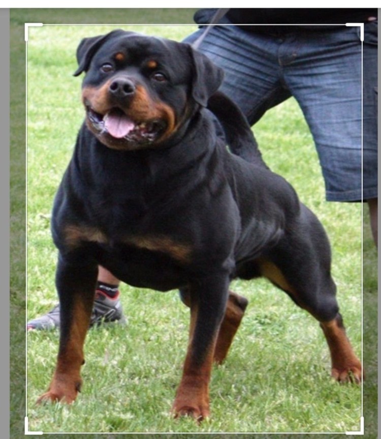 Ротвейлер Зевс