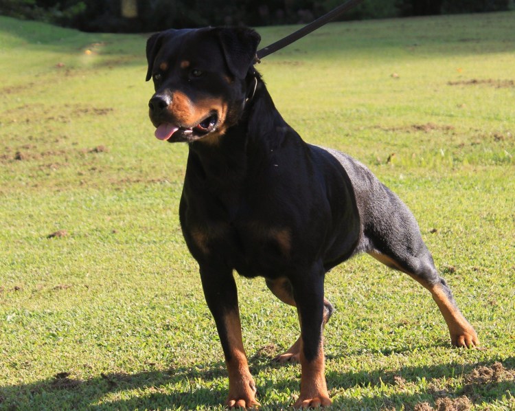 Ротвейлер фото собака взрослый