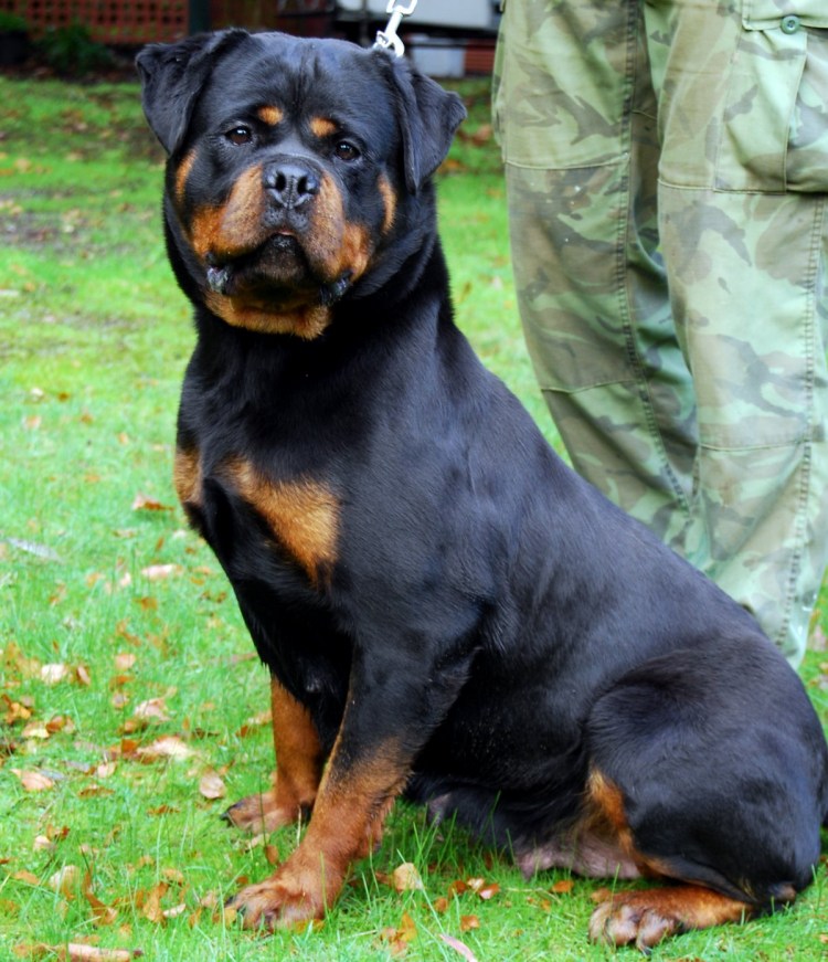 Ротвейлер злой