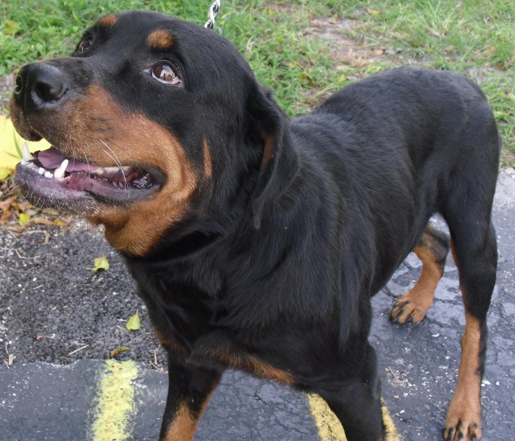 Королевский ротвейлер