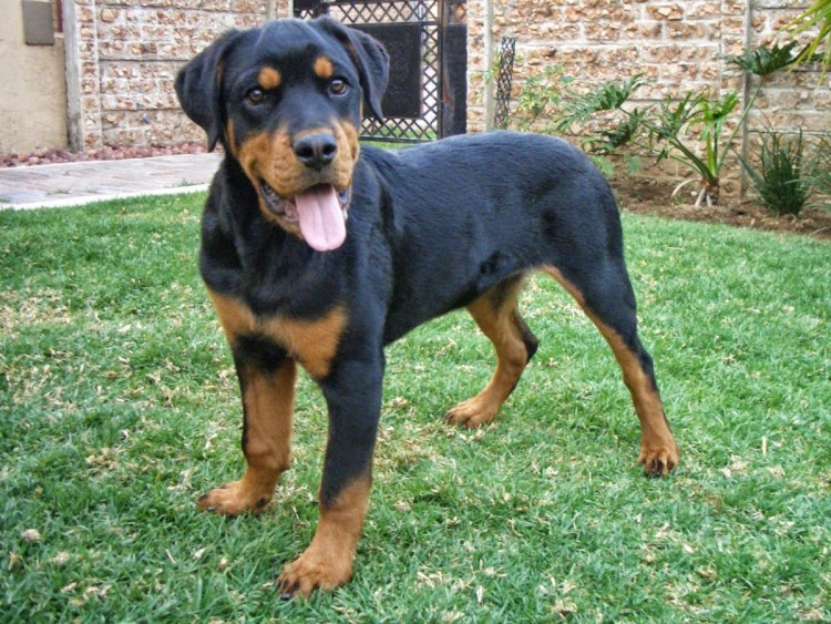 Лабрадор ротвейлер