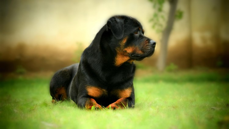 Печать питомника ротвейлеров