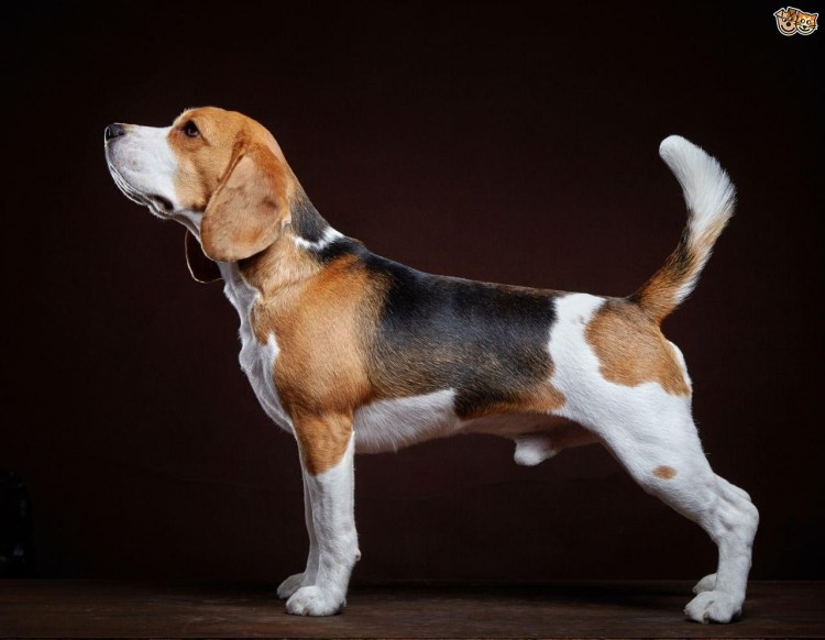 Авито Бигль щенки