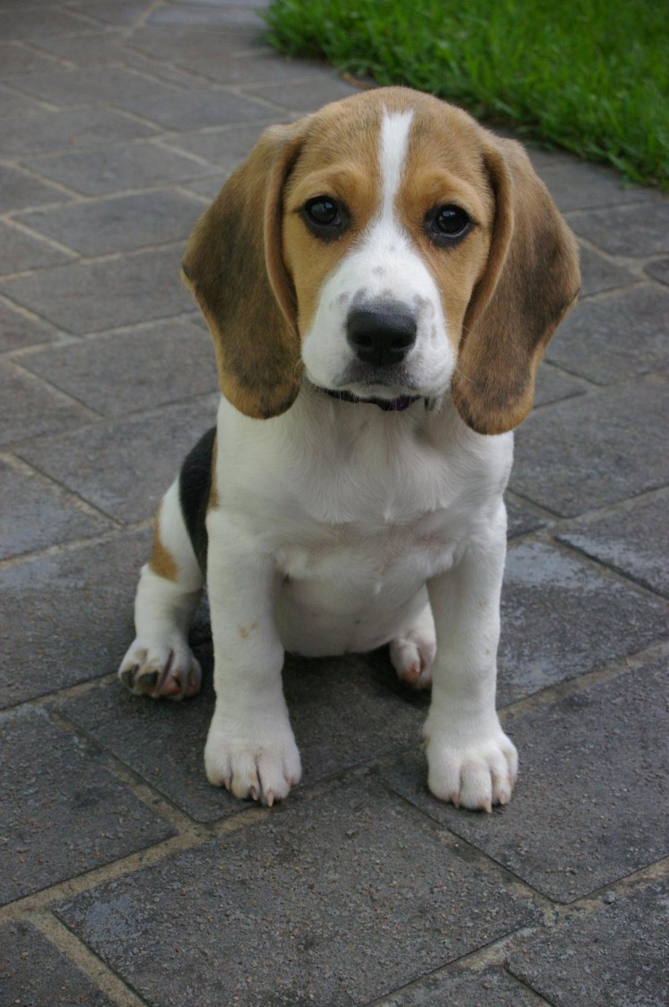 Бассет хаунд маленький