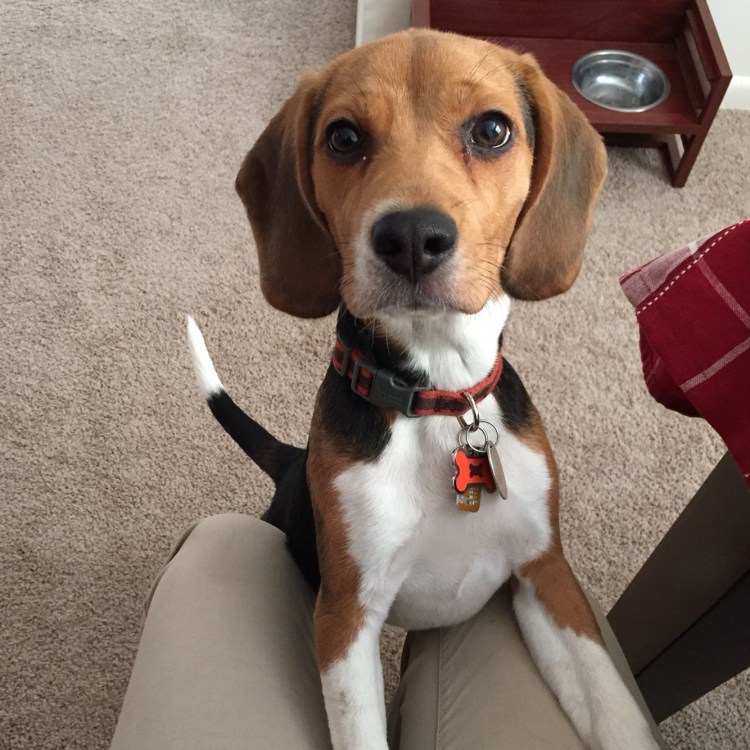 Бигль самец