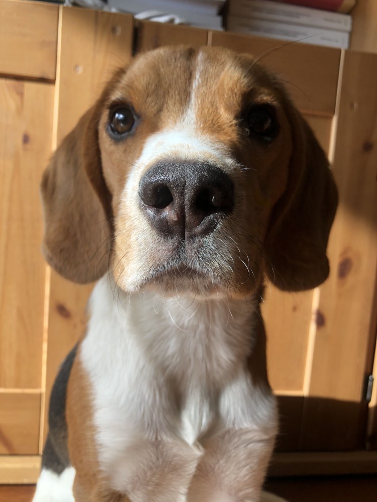 Бигль и Бассет хаунд