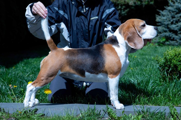 Бигль Триколор