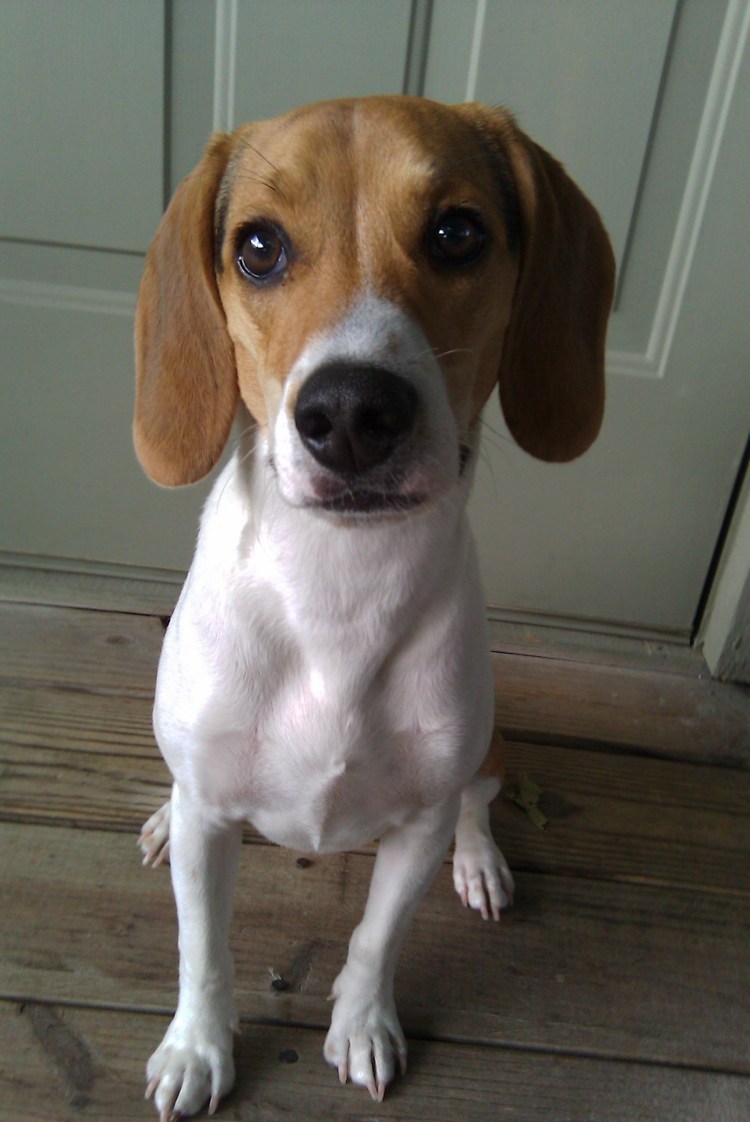 Порода Керри Бигль