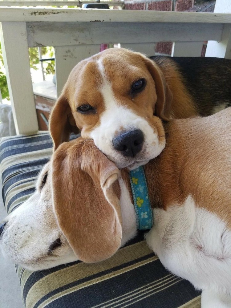 Эстонская гончая и Бигль