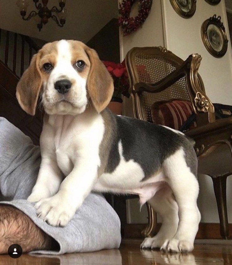 Порода собак Бигль