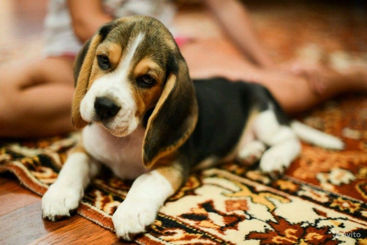 Бигль терьер гладкошерстный
