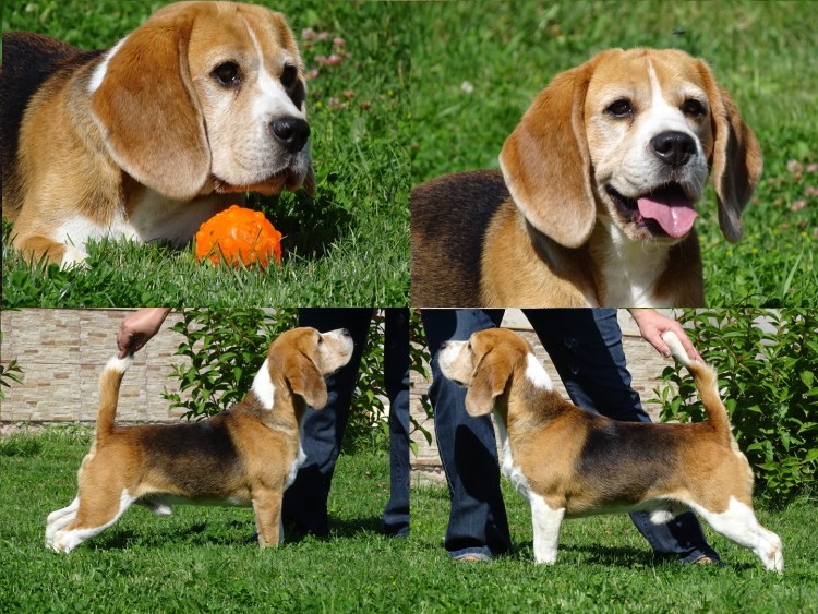 Бигль щенок