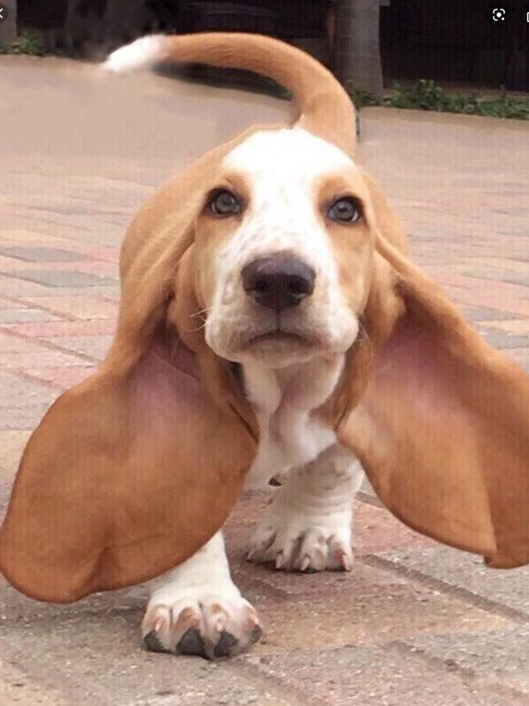 Бигль порода Бигль