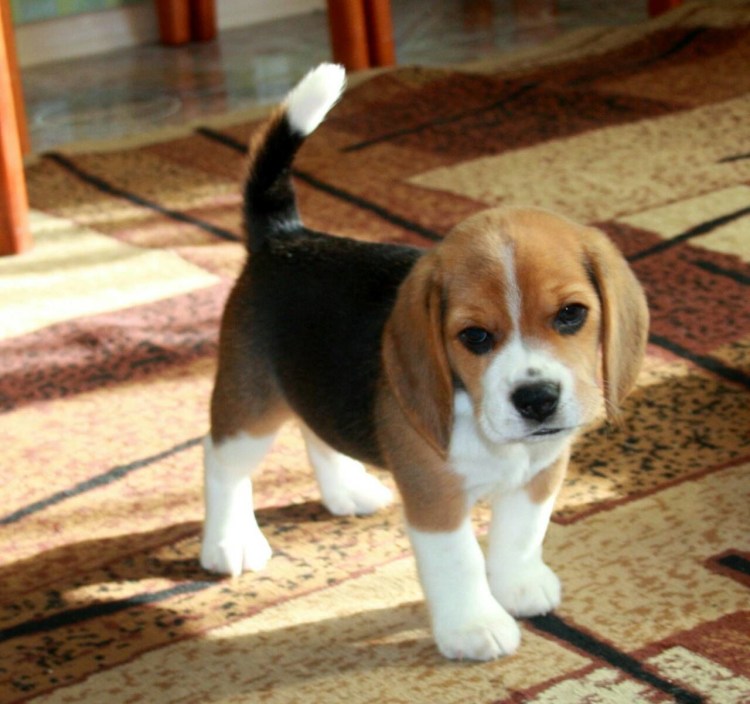 Бигль терьер