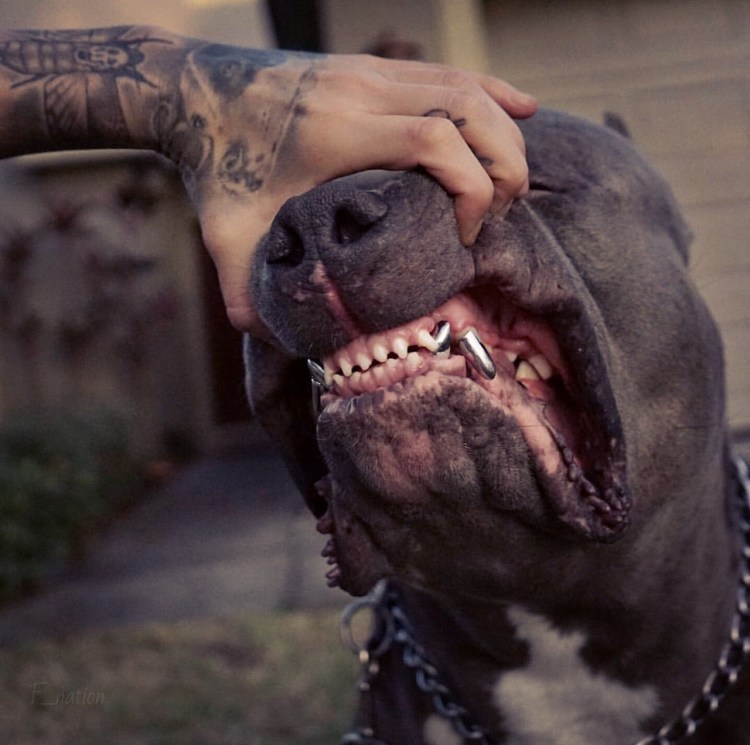 Питбуль злой