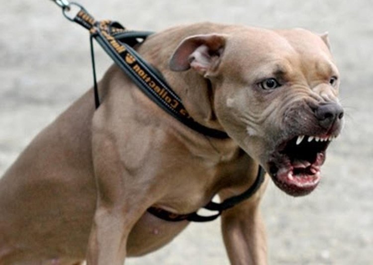 Брэд питбуль